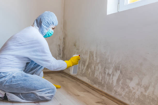 Licensed Black Mold Removal service in Magnolia, NC - WQB Mold Removal