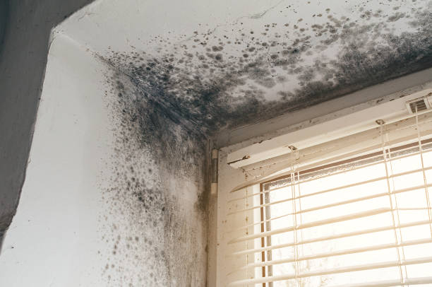 Affordable Black Mold Removal solutions in Magnolia, NC